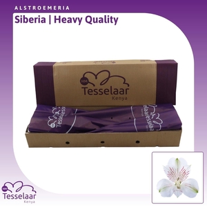 Alstroemeria Siberia | Heavy Quality