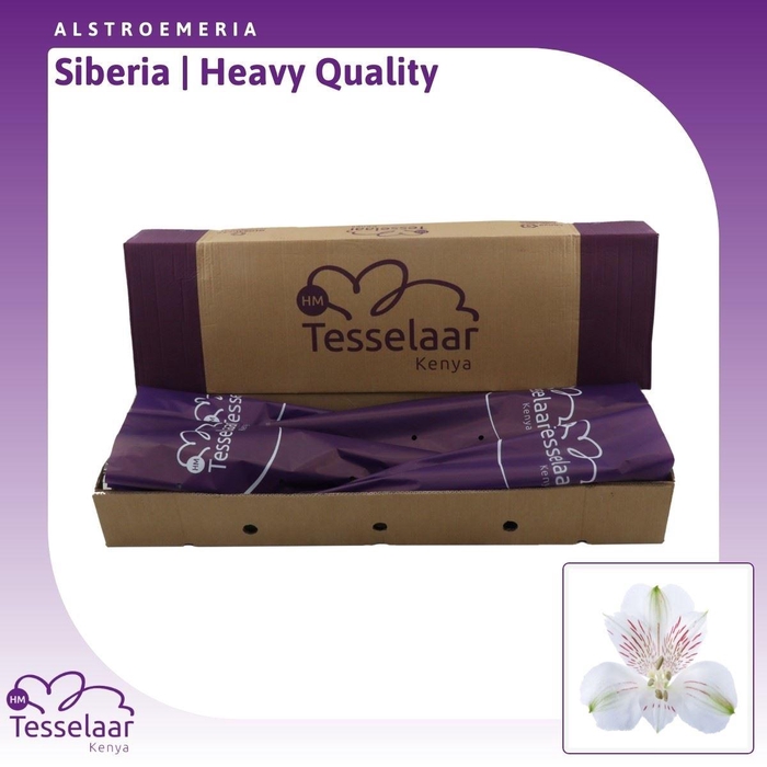 Alstroemeria Siberia | Heavy Quality
