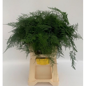ASPARAGUS SETACEUS EXTRA
