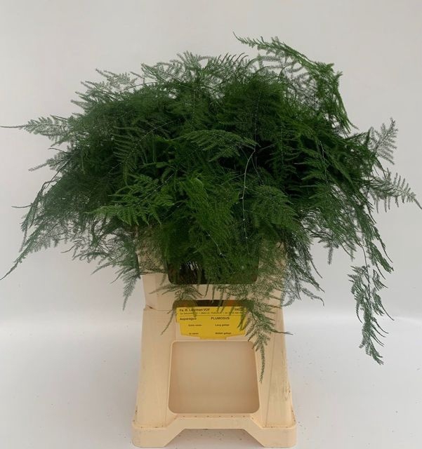 <h4>ASPARAGUS SETACEUS EXTRA</h4>