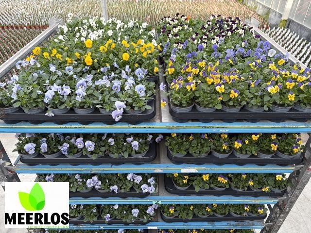 <h4>VIO CO MIXK</h4>