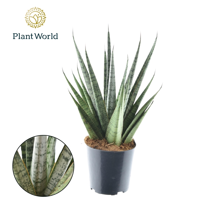 <h4>Sansevieria Sem P12</h4>