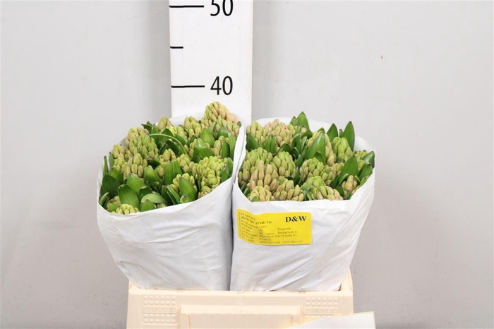 <h4>Hyac Anna Marie</h4>