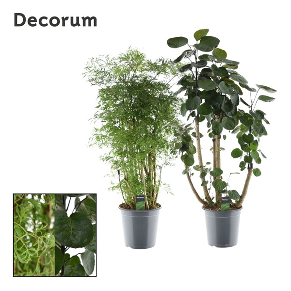 <h4>Polyscias vertakt gemengd (Decorum)</h4>