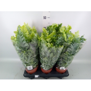 Phlebodium aureum 'Davana'