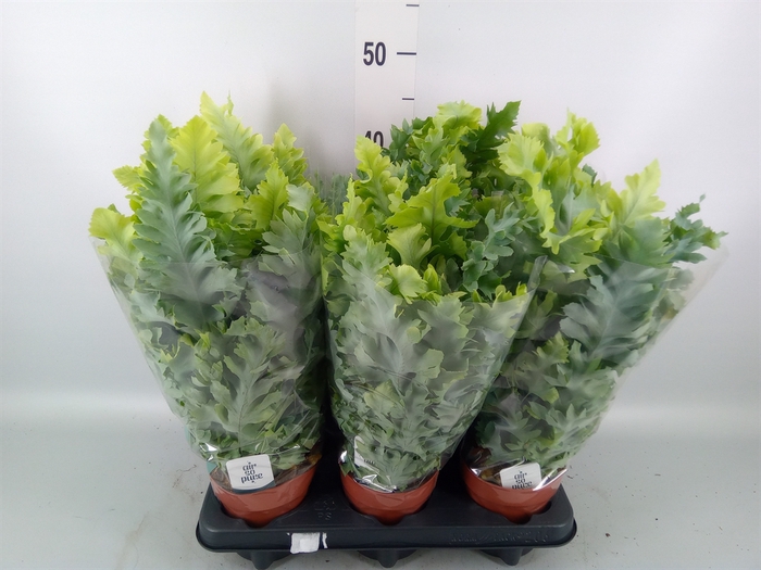 <h4>Phlebodium aureum 'Davana'</h4>