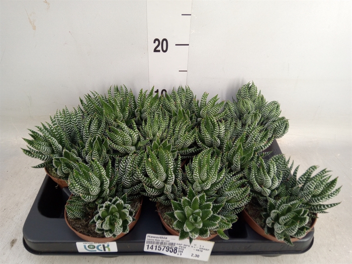 <h4>Haworthia   ...</h4>