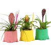 Arrangementen kamerplanten 6%
