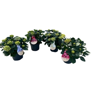 Hydrangea macr. Mixkar 10+