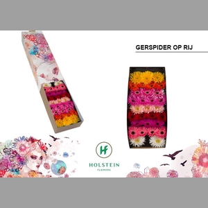 GE MS GERSP GEM RIJ