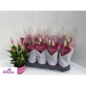 ANTHU LILLI