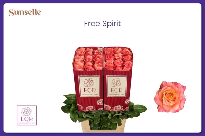<h4>R GR FREE SPIRIT</h4>
