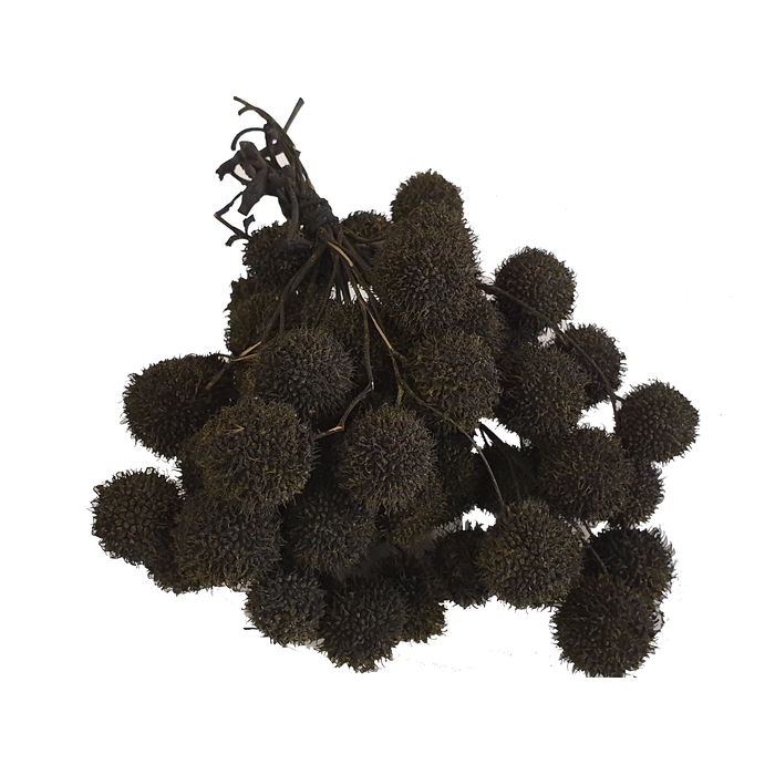 <h4>Small ball per bunch in poly Black</h4>