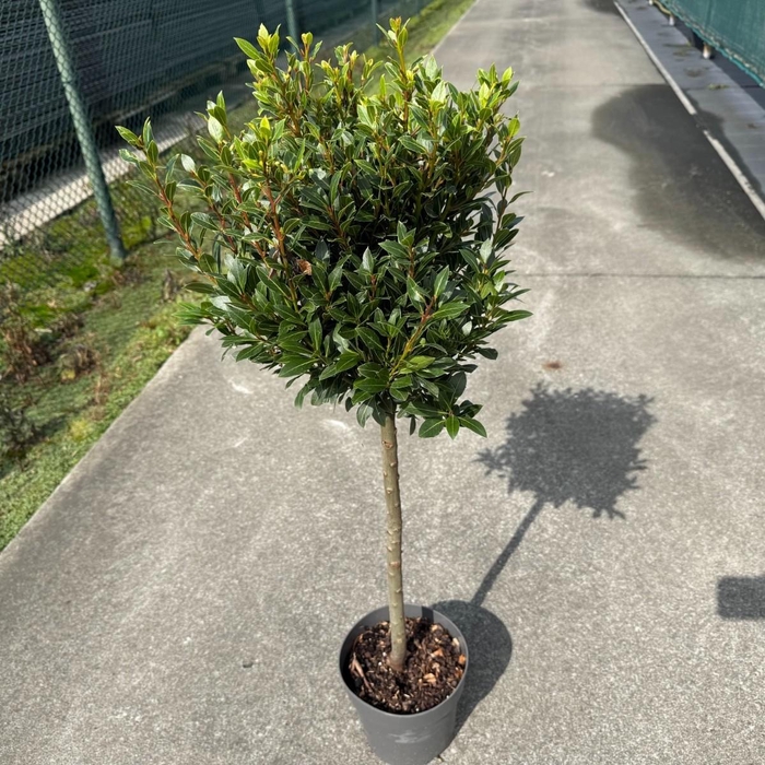 Laurus nobilis 'Bay Junior' C3