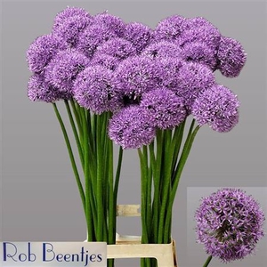 Allium Gladiator