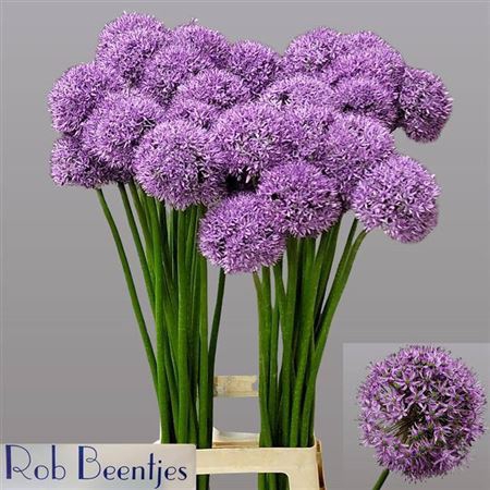 Allium Gladiator