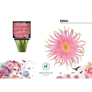 Gerbera large flowered curl-shape Gerpasta Emma