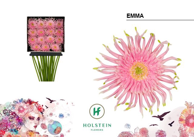 <h4>Gerbera large flowered curl-shape Gerpasta Emma</h4>