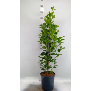 Ficus microcarpa 'Moclame'
