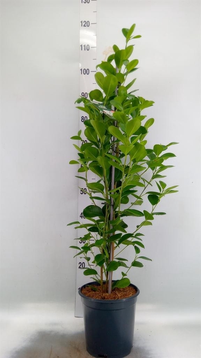 <h4>Ficus microcarpa 'Moclame'</h4>