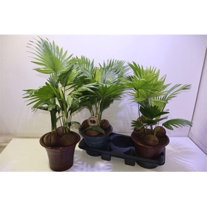 arr8 Livistona Rotundifol In Keramiek