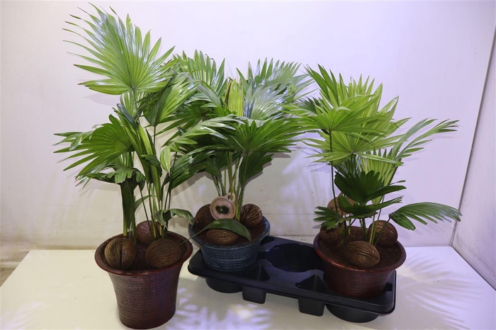 <h4>arr8 Livistona Rotundifol In Keramiek</h4>