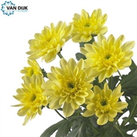 <h4>Chr T Baltica Yellow</h4>