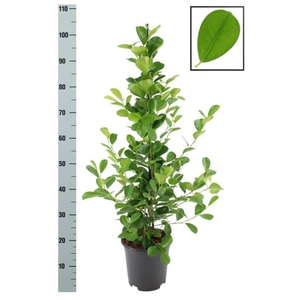 Ficus Microcapra Moclame 21Ø 105cm