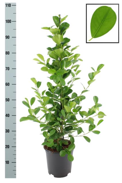Ficus Microcapra Moclame 21Ø 105cm
