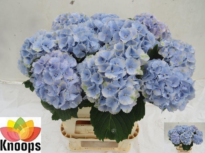 <h4>Hydrangea lollipop blue</h4>