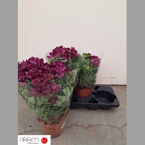 ALST INTI DA PURPLE
