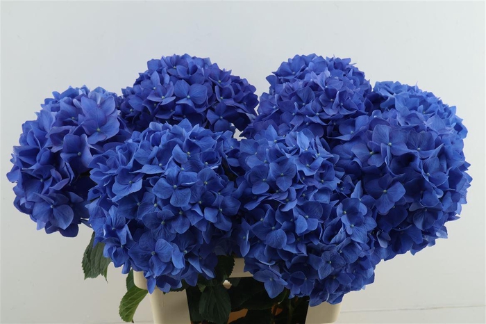 <h4>Hydr M Pimpernel 65-20</h4>