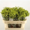 Ammi Vis Green Mist