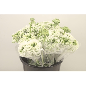 Ran. Pon Pon Igloo Super X L