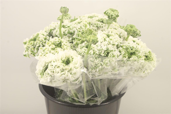 <h4>Ran. Pon Pon Igloo Super X L</h4>