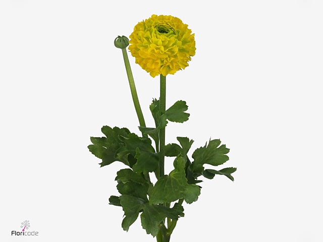 Ran Ponpon Stella Yellow Extra