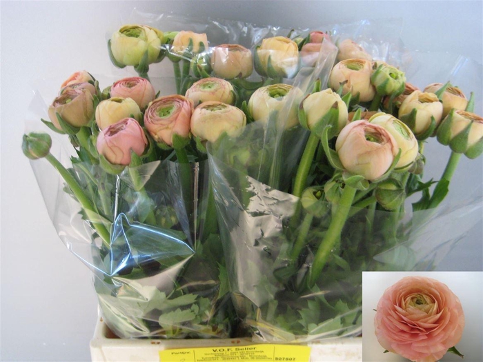 <h4>Ran El Salmon</h4>