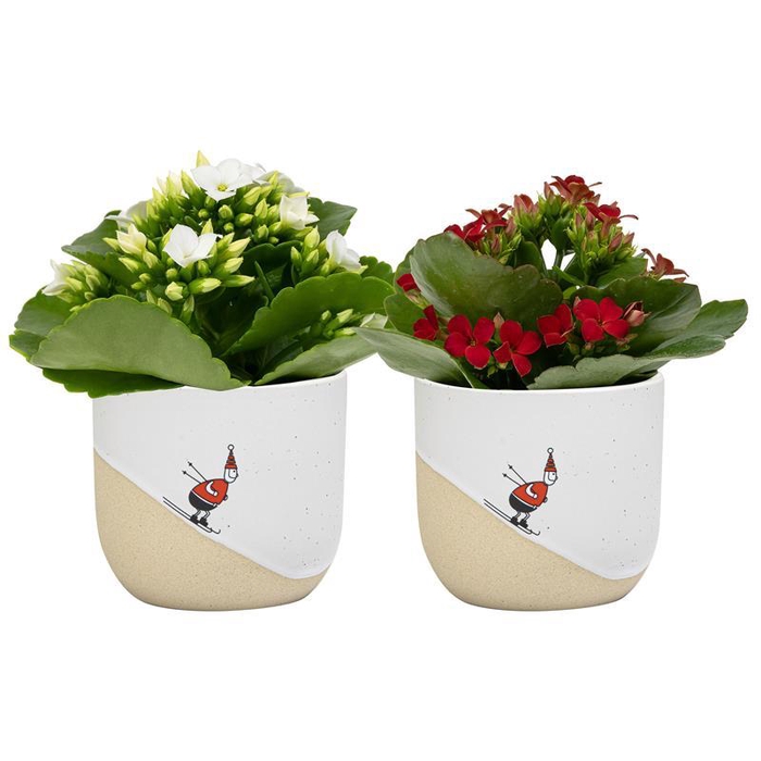 <h4>KALANCHOE BLOSSFELDIANA</h4>