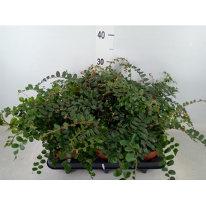 Pellaea rotundifolia