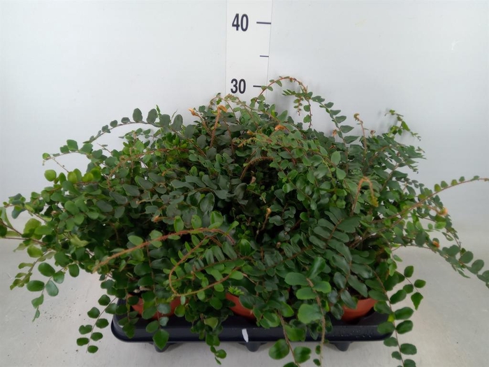 <h4>Pellaea rotundifolia</h4>