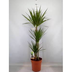 Dracaena marg.