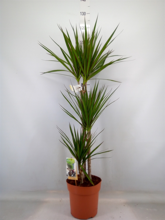 <h4>Dracaena marg.</h4>