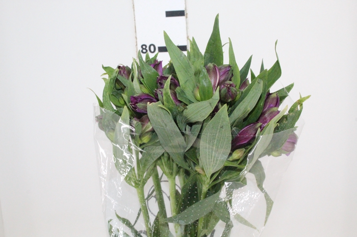 <h4>ALSTROEMERIA XANADU 080 CM ROXO</h4>