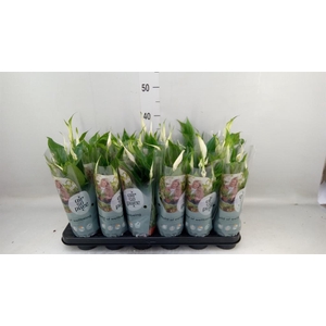 Spathiphyllum 'Chopin'