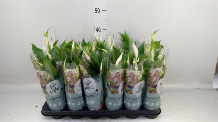 <h4>Spathiphyllum  'Chopin'</h4>