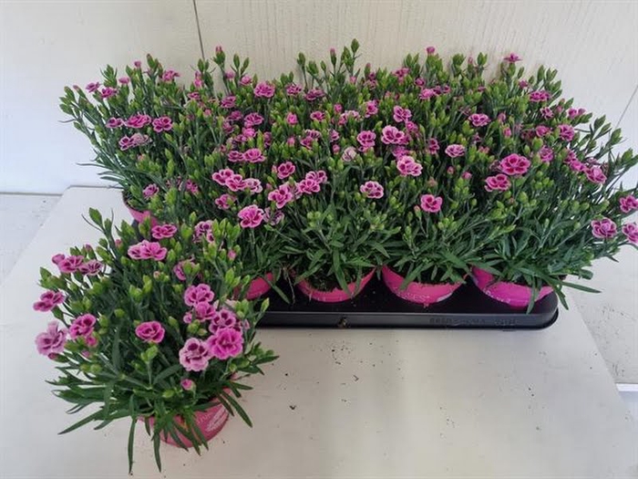 Dianthus Pink Kisses Extra