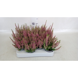 Calluna vulg. 'Beauty L Sylke'