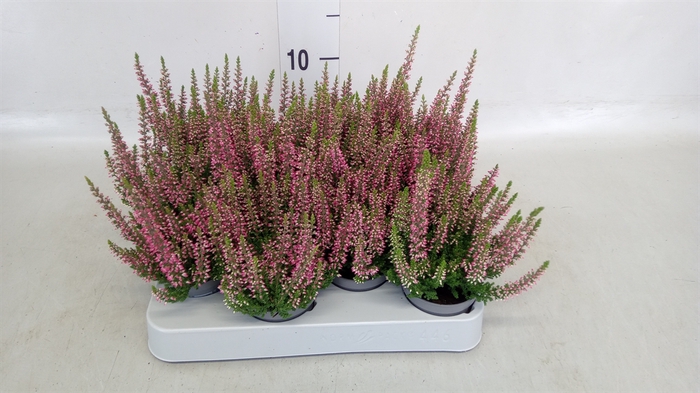 <h4>Calluna vulg. 'Beauty L Sylke'</h4>