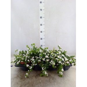Sutera  'White Showers'