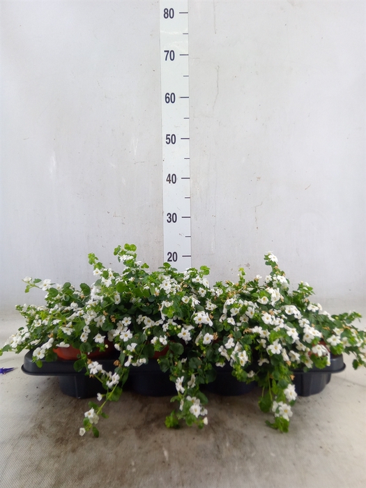 <h4>Sutera  'White Showers'</h4>